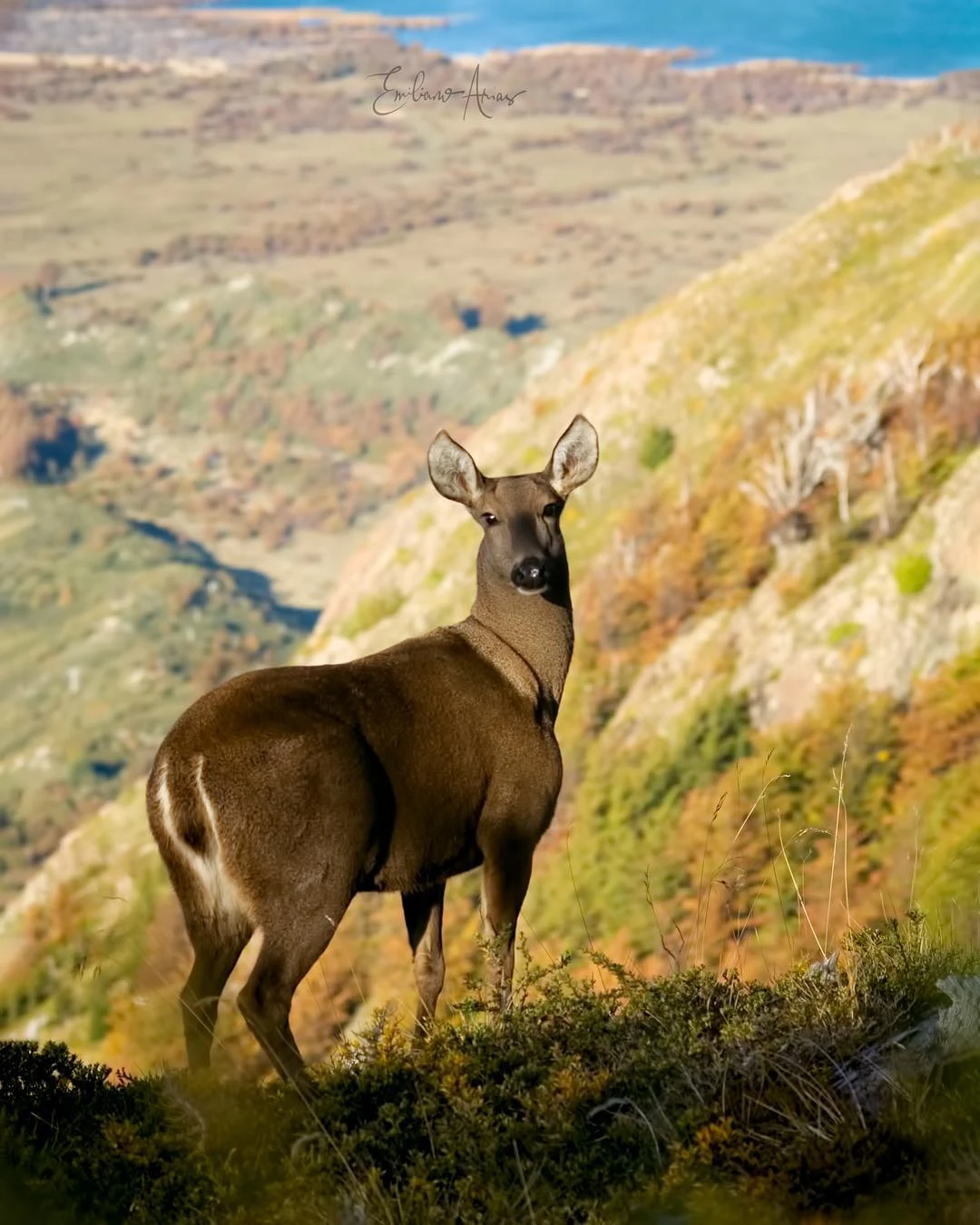 Huemul hembra en el Parque Nacional Torres del Paine, fotografiada por Emiliano Arias